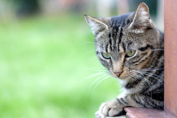 istock Cat in the Garden 1069312722