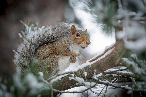Cute squirrel in snow covered tree.