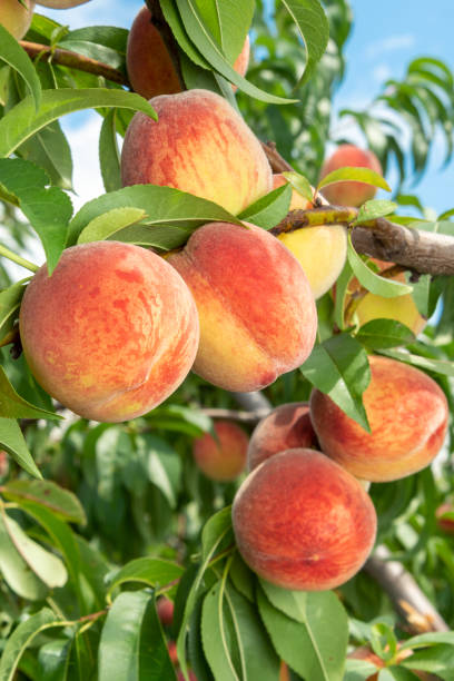 istock ripened peaches close-up on a tree branch with leaves. Fruit farm concept, harvesting, toning 1069313022