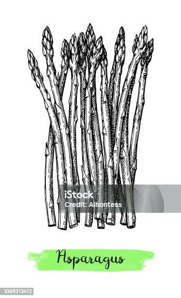 Ilustración de Dibujo Tinta De Espárragos y más Vectores Libres de Derechos de Agricultura - Agricultura, Alimento, Asistencia sanitaria y medicina - iStock Ilustración de Dibujo Tinta De Espárragos y más Vectores Libres de Derechos de Agricultura - Agricultura, Alimento, Asistencia sanitaria y medicina - iStock