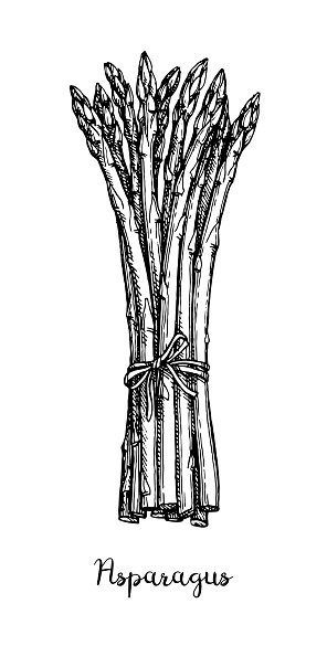 Ilustración de Dibujo Tinta De Espárragos y más Vectores Libres de Derechos  de Botánica - Botánica, Dibujo, Espárrago - iStock