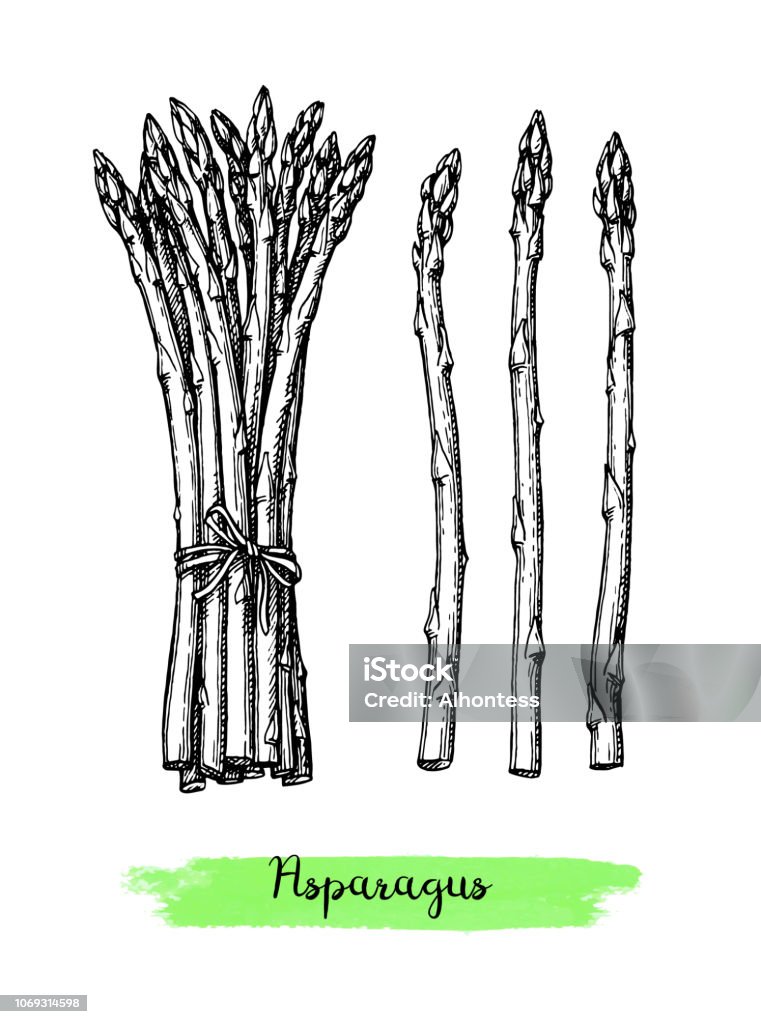 Ilustración de Dibujo Tinta De Espárragos y más Vectores Libres de Derechos de Espárrago - Espárrago, Fondo blanco, Grabado en madera - iStock Ilustración de Dibujo Tinta De Espárragos y más Vectores Libres de Derechos de Espárrago - Espárrago, Fondo blanco, Grabado en madera - iStock