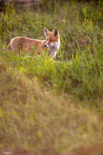 istock Red fox in its natural habitat 1069315722