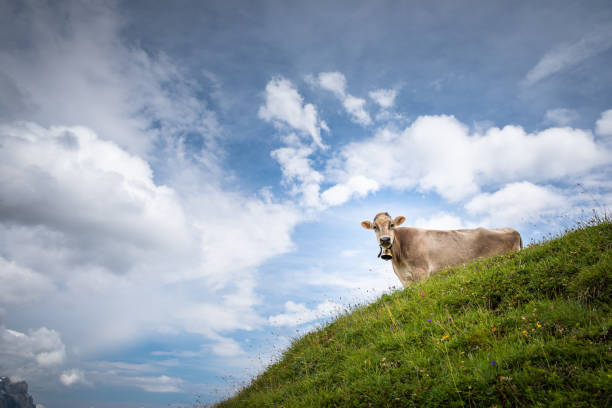 mucche di montagna brune che pascolano su un alpeggio nelle alpi bernesi - summer bernese oberland mountain range mountain foto e immagini stock