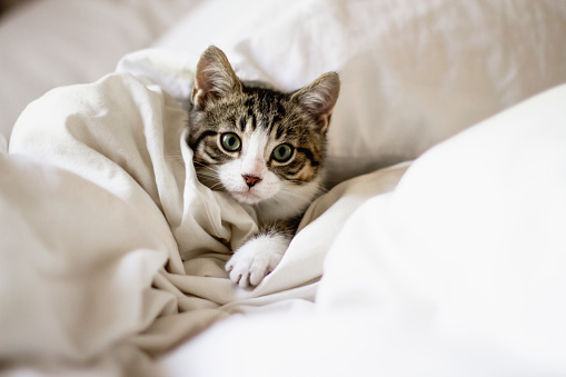 tabby cat, domestic cat, bed, kitten, small