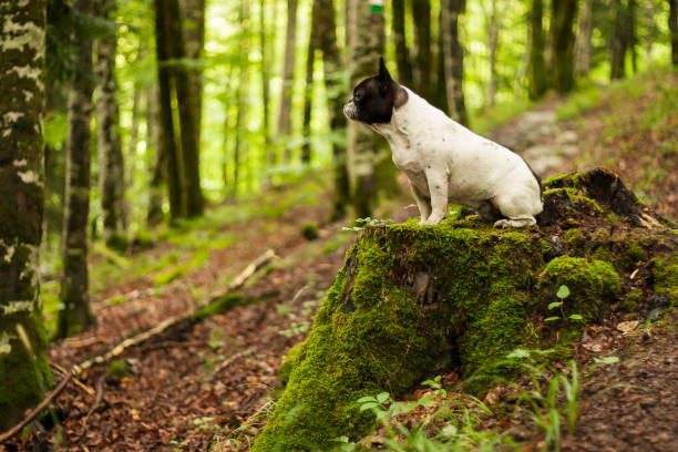 The French Bulldog, is a French breed of companion dog or toy dog. It appeared in Paris in the mid-nineteenth century, apparently the result of cross-breeding of Toy Bulldogs imported from England and local Parisian ratters.