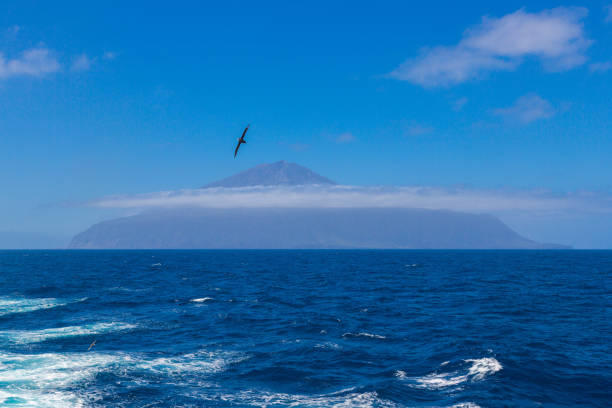 Tristan da Cunha, the most remote island, South Atlantic Ocean. Volcano covered with clouds and seagull, cormorant or gannet on foreground. stock photo