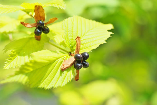 istock Rhodotypos scandens 1069320434
