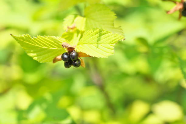 istock Rhodotypos scandens 1069320470