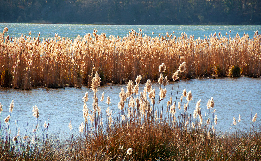 Reed grass in small lake reflecting the blue sky and the plant in the water