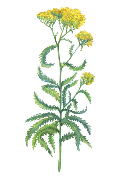 illustrations, cliparts, dessins animés et icônes de crée une branche avec des fleurs jaunes de plantes sauvages achillea (millefeuille également connu sous le doux, houblon de champ, millefeuille de macis ou filipendule anglais). aquarelle dessinés à la main peinture illustration isolé sur fond blanc. - yarrow