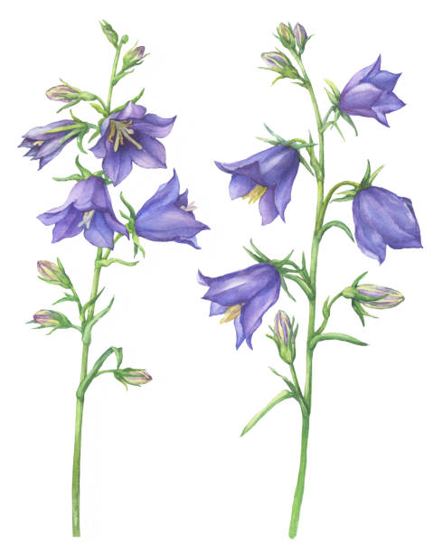 oddział z liliowymi kwiatami ogrodowymi campanula persicifolia (znany również jako bluebell, harebell, naparstek damy). akwarela ręcznie rysowane ilustracja malarstwa izolowane na białym tle. - campanula stock illustrations