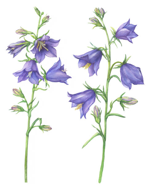 bildbanksillustrationer, clip art samt tecknat material och ikoner med gren med lila blommor av blåklocka (kallas även bluebell, blåklocka, lady's fingerborg). akvarell handritad målning illustration isolerade på en vit bakgrund. - bluebell