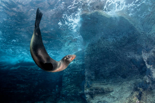 Sea Lion Behavior A Sea Lion in La Paz in Mexico sea of cortes stock pictures, royalty-free photos & images