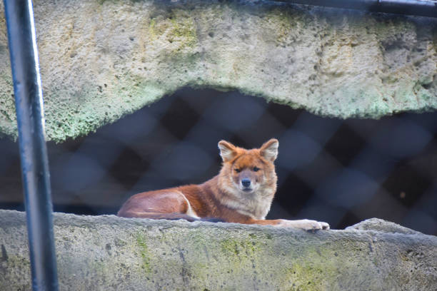 istock A red wolf fox sits on a rock in a zoo through a trellis bokeh 1069328994