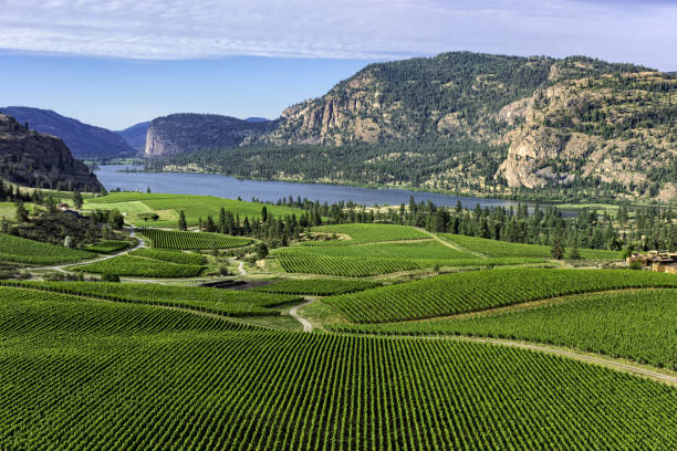 Vineyards in the south Okanagan near Pentiction British Columbia Canada with Vaseux Lake in the background Wine Vineyards in the south Okanagan near Pentiction British Columbia Canada with Vaseux Lake and mountain cliffs in the background orchard photos stock pictures, royalty-free photos & images