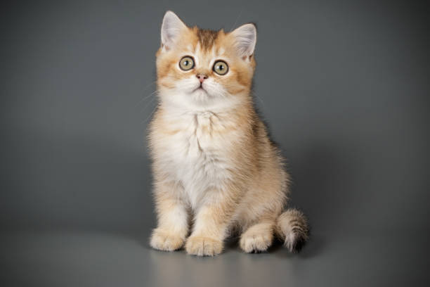 istock scottish straight shorthair cat 1069330598