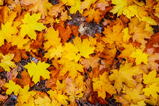 istock closeup red dry autumn maple leaves background 1069331202