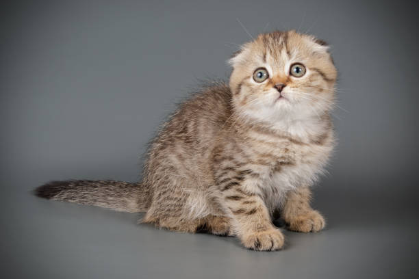 istock Scottish fold shorthair cat on colored backgrounds 1069332510