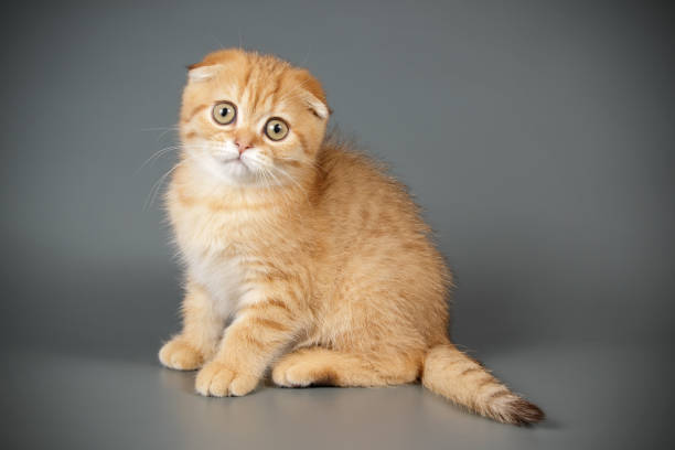 istock Scottish fold shorthair cat on colored backgrounds 1069332514