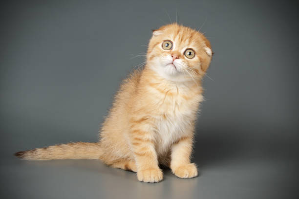 istock Scottish fold shorthair cat on colored backgrounds 1069332520