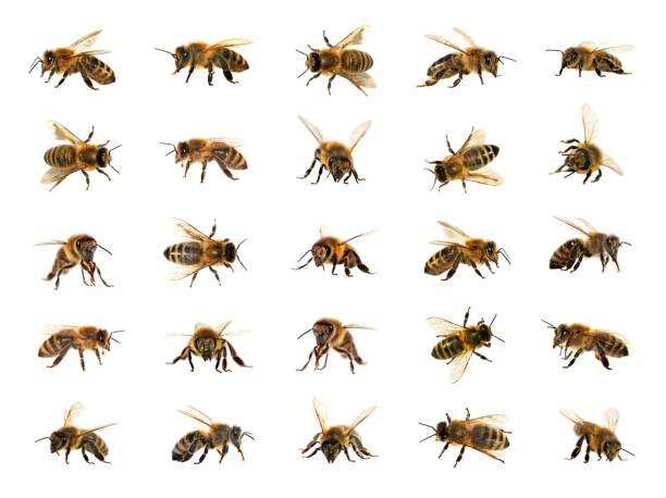 istock bee or honeybee isolated on the white background 1069346312