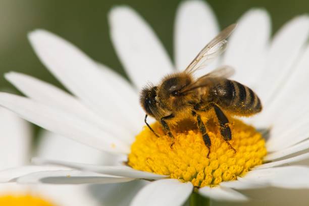 istock bee or honeybee on white flower of common daisy 1069346618