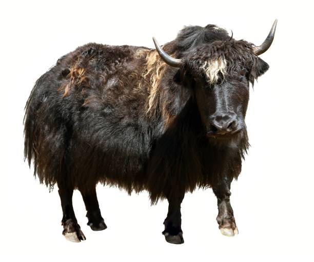 istock Black yak isolated on the white background 1069348350