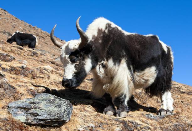 istock Black and white yak on the way to Everest base camp 1069350756