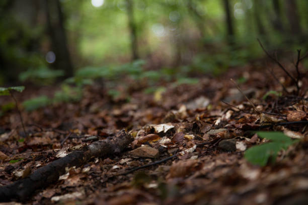 istock Blurred image of a pile of dry leaves under the trees 1069354840