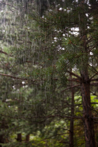 istock Pine tree with raindrops on the needles on rainy day 1069365496