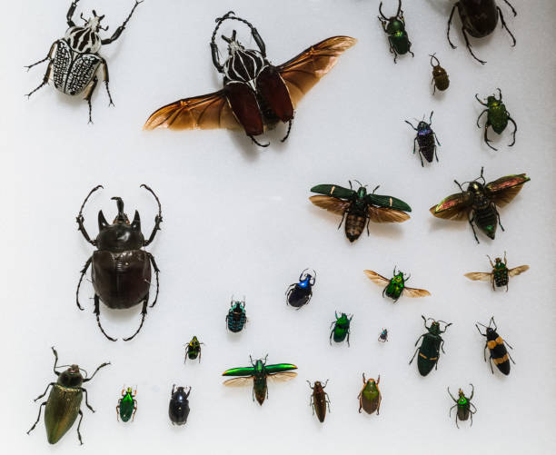 istock closeup view of many various colorful insects, flies, bugs on light grayish background 1069367942