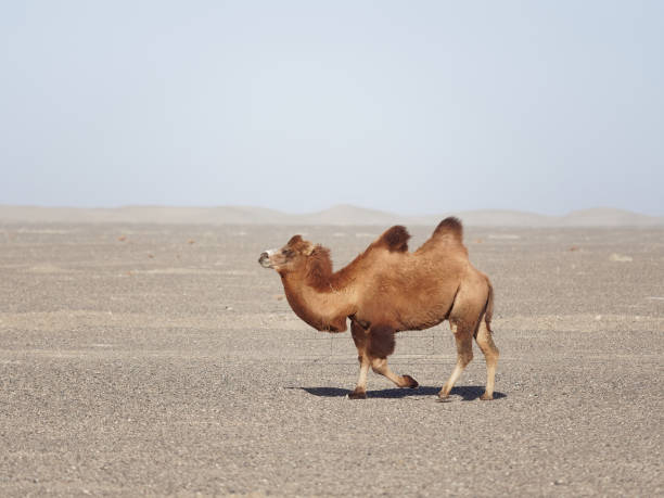 camelo-bactriano andando no deserto ou gobi no noroeste da china. true para transporte um nômade. - bactrian camel - fotografias e filmes do acervo