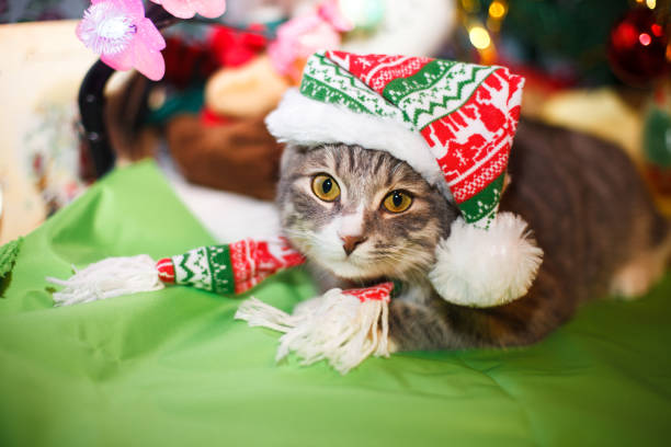 istock cat in the New Year hat under the Christmas tree 1069370454