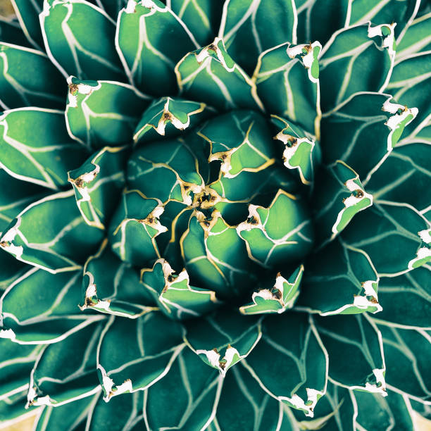 istock cactus, succulent plant, abstract green nature background 1069376560