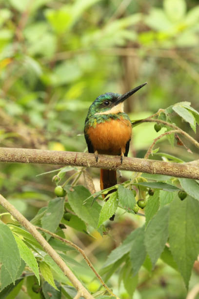 istock Amazing Rufous-Tailed jacamar, Galbula ruficauda, Carabobo, Venezuela 1069376596