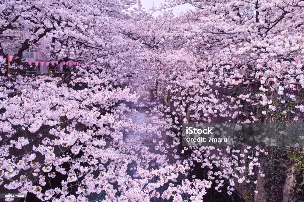 Cherry blossom festival of Meguro River Scenery of cherry blossom festival of Meguro River in spring, Meguro-ku, Tokyo Annual Event Stock Photo