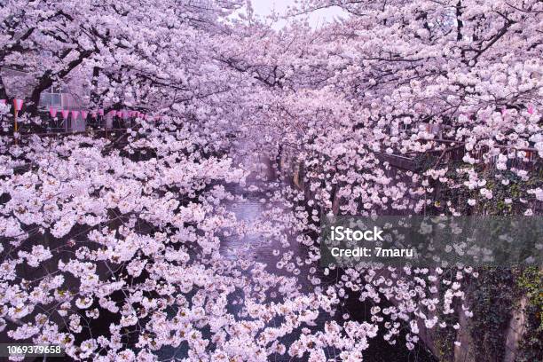 Cherry Blossom Festival Of Meguro River Stock Photo - Download Image Now - Annual Event, April, Beauty