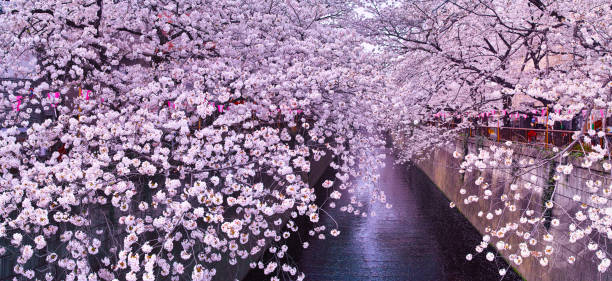 istock Cherry blossom festival of Meguro River(panorama) 1069379708