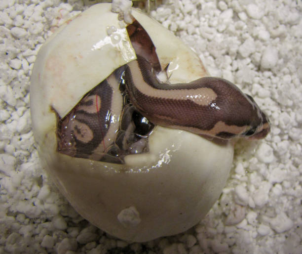snake hatching