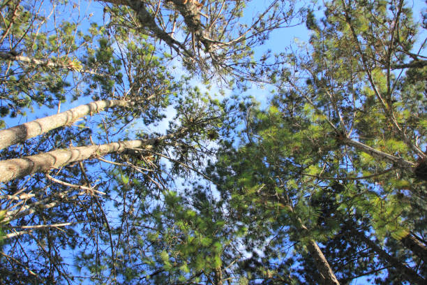 istock Pine forest perspective from below. Pines with straight trunks and crowns against the blue sky. Bottom-up view 1069382580