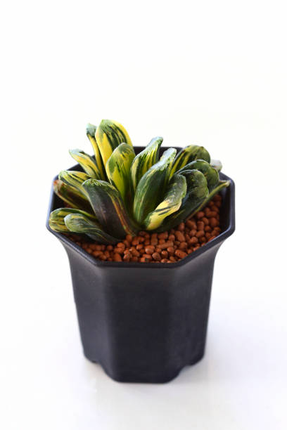 Still life photography of Cactus, Pot of cactus on white background, succulent pot plant for decorative in house, shoot in studio, selective focus and free space for text. Park and garden concept. Still life photography of Cactus, Pot of cactus on white background, succulent pot plant for decorative in house, shoot in studio, selective focus and free space for text. Park and garden concept. 7944 stock pictures, royalty-free photos & images