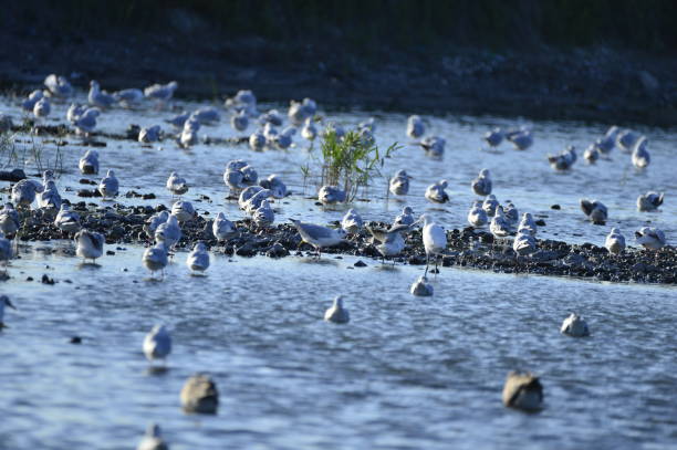 istock A beautiful bird in wetlands 1069387458
