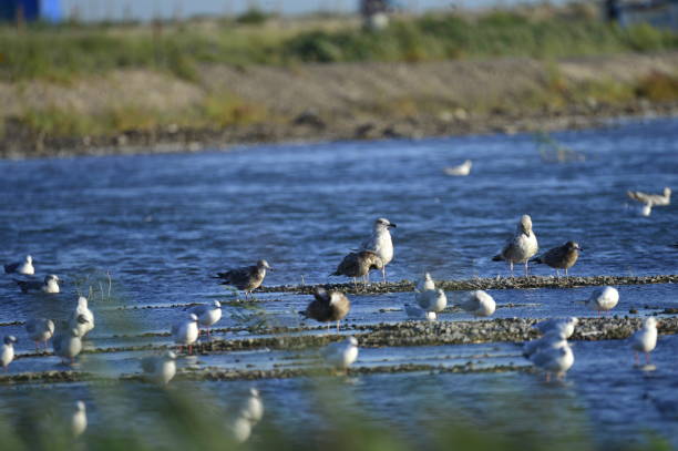 istock A beautiful bird in wetlands 1069387498