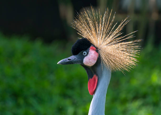 istock Close up crane crown in the wildlife sanctuary 1069389776
