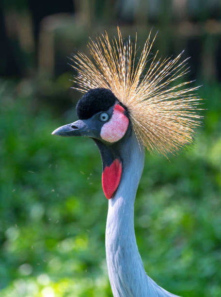 istock Close up crane crown in the wildlife sanctuary 1069389792