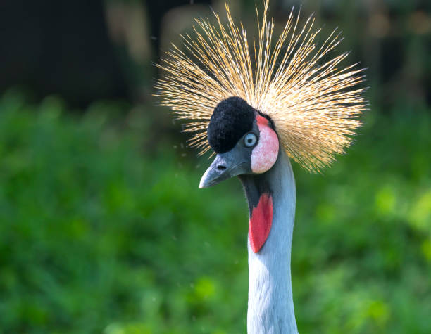 istock Close up crane crown in the wildlife sanctuary 1069389808
