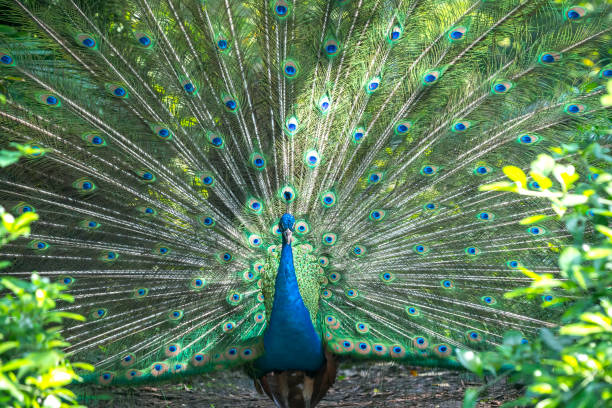 istock Peacock in the wildlife sanctuary. 1069389878