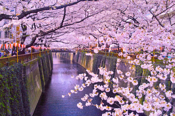Scenery of cherry blossom festival of Meguro River Tokyo, Japan-March 27, 2018: Tokyo Meguro Ward, scenery of cherry blossom festival of Meguro River in spring. There are cherry blossom trees on both sides of the Meguro River, and in spring it blooms all at once. A cherry blossom festival is held every year at this time and it is crowded with many tourists. tokyo sakura stock pictures, royalty-free photos & images