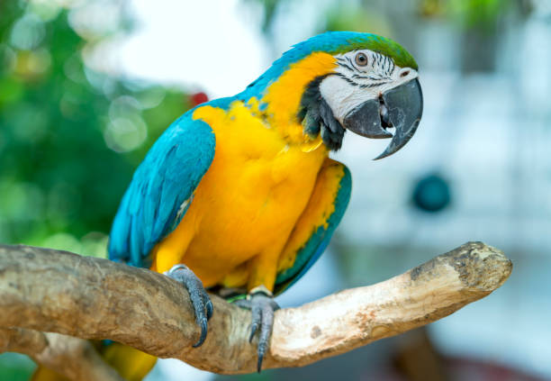 istock Portrait colorful Macaw parrot on a branch. 1069390042